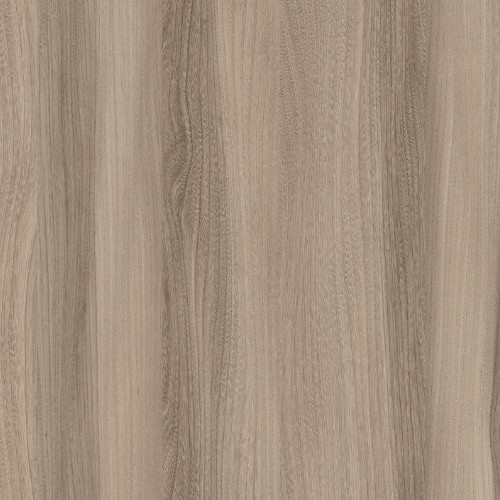 Lionga Elm